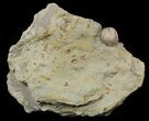 Blastoid (Pentremites) Fossil - Illinois #48661-1